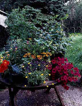 Tabletop Garden - 01b.jpg, copyright �1998 Buddy and Hallie du Preez, all rights reserved; 24.3k