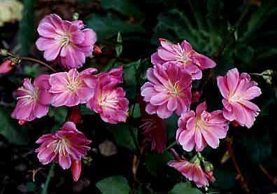 Lewisia cotyledon - copyright �98 by Buddy & Hallie du Preez, all rights reserved