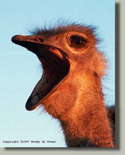 Ostrich5 - copyright �1998 by Buddy du Preez, all rights reserved. 66yawn5.jpg 24.6k