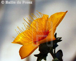 bartonia - copyright �2000 by Hallie du Preez