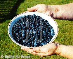 Blueberries - copyright �2000 by Hallie du Preez, all rights reserved