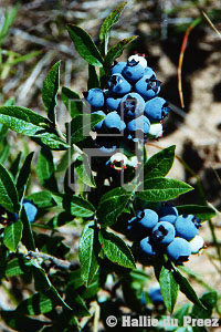 Wild blueberries - copyright �2000 by Hallie du Preez, all rights reserved