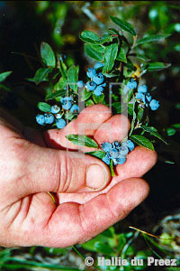 Wild blueberries - copyright �2000 by Hallie du Preez, all rights reserved