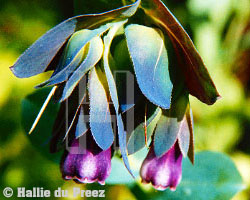 Cerinthe - copyright �2000 by Hallie du Preez