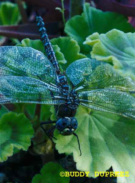 Dragonfly01 - dragon1.jpg �1997 by Buddy du Preez, all rights reserved