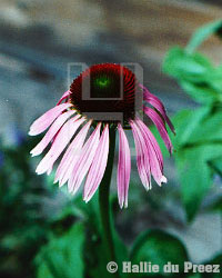 Echinacea - copyright �2000 by Hallie du Preez