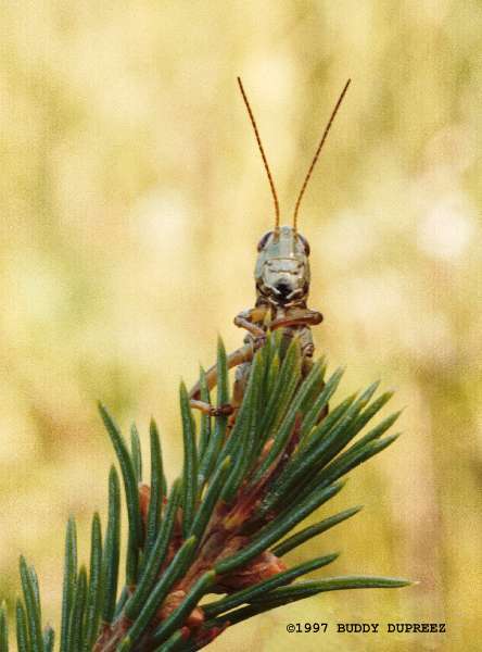 Grasshopper01 - ghop01.jpg �1997 by Buddy du Preez, all rights reserved