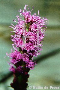 Liatris - copyright �2000 by Hallie du Preez