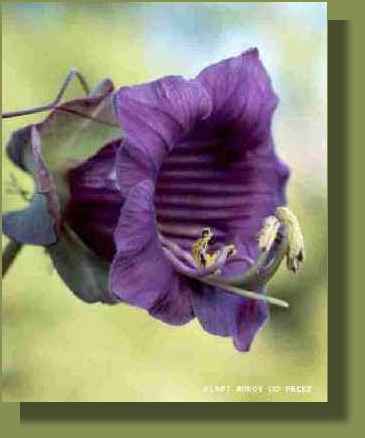 Flower10 - ma20b.jpg copyright �1997 by Buddy du Preez, all rights reserved, 11.7k