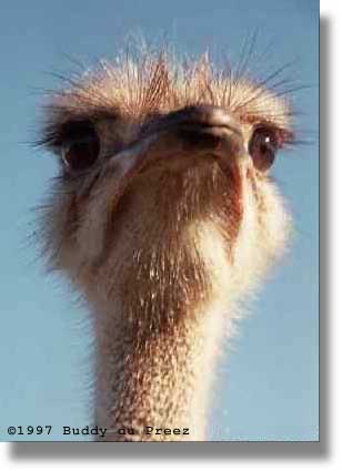 Ostrich2 - �1997 by Buddy du Preez, all rights reserved.