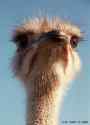 Ostrich2 - ma32a.jpg �1997 by Buddy du Preez, all rights reserved