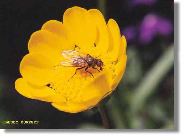 Flower02 - n1412ca.jpg copyright �1997 by Buddy du Preez, all rights reserved, 19k