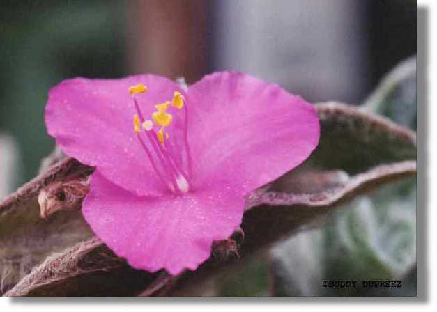 Flower05 - n1415fma.jpg copyright �1997 by Buddy du Preez, all rights reserved, 20k