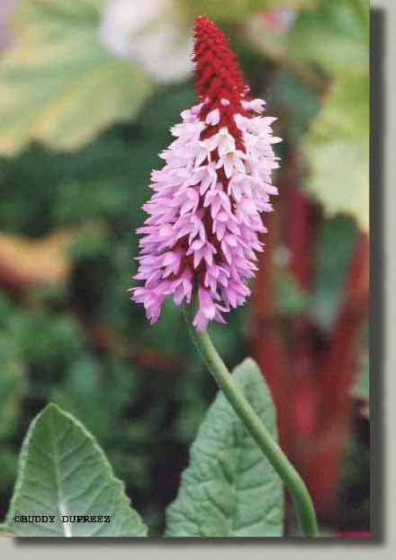 Flower04 - n1422pa.jpg copyright �1997 by Buddy du Preez, all rights reserved, 22k