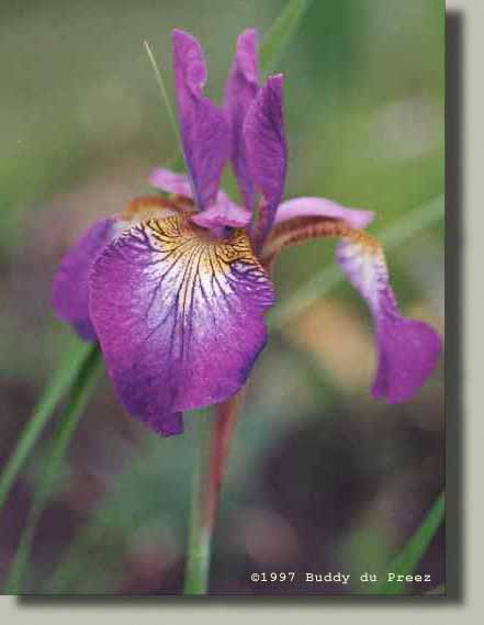 Flower03 - n14-26i.jpg �1997 by Buddy du Preez, all rights reserved