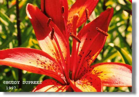 Flower06 - n1709la.jpg copyright �1997 by Buddy du Preez, all rights reserved, 33k