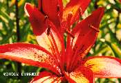 Flower06 - n1709la.jpg copyright �1998 by Buddy du Preez, all rights reserved, 33k