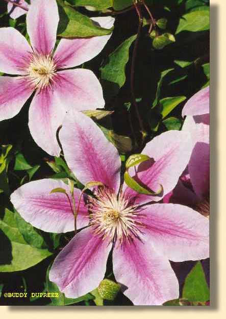 Flower09 - n1904ca.jpg copyright �1997 by Buddy du Preez, all rights reserved, 37.6k