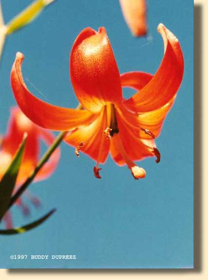 Flower07 - n1906la.jpg copyright �1997 by Buddy du Preez, all rights reserved, 20.2k
