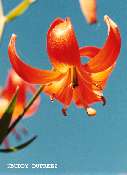 Flower07 - n1906la.jpg �1997 by Buddy du Preez, all rights reserved