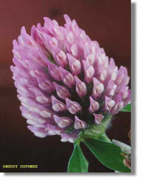 Flower08 - n2025ca.jpg copyright ©1997 by Buddy du Preez, all rights reserved, 26.1k