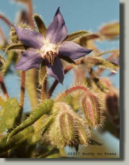 Flower01 - n24-19ba.jpg copyright �1997 by Buddy du Preez, all rights reserved, 24k