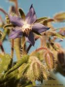 Flower01 - n24-19ba.jpg copyright �1997 by Buddy du Preez, all rights reserved, 24k