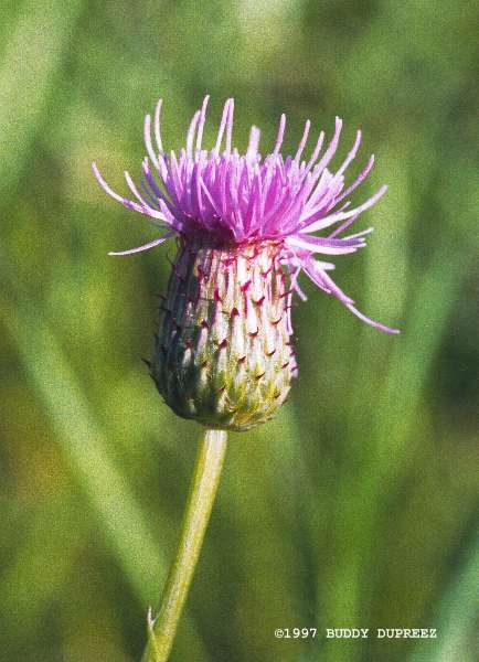 Thistle01 - n25-5.jpg �1997 by Buddy du Preez, all rights reserved