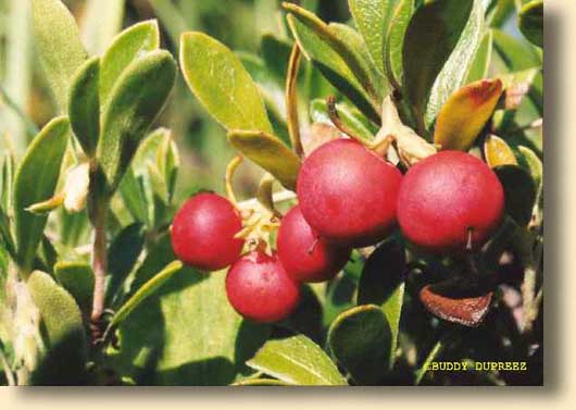 Kinnikinik01 - n3210ka.jpg copyright �1997 by Buddy du Preez, all rights reserved, 28.2k