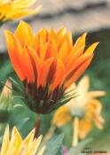 Gazania01 - n3620dsy.jpg �1998 by Buddy du Preez, all rights reserved