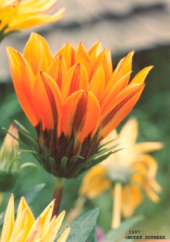 Gazania01 - n3620dsy.jpg �1997 by Buddy du Preez, all rights reserved