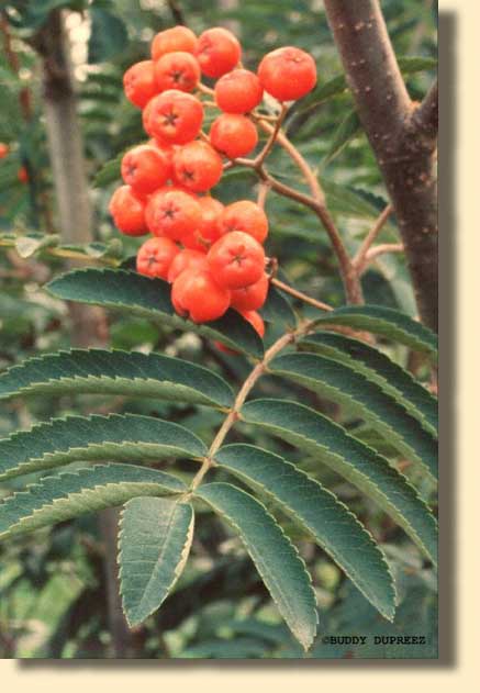 Rowanberry01 - n368brya.jpg copyright �1997 by Buddy du Preez, all rights reserved, 33k