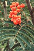 Rowanberry01 - n368brya.jpg copyright �1998 by Buddy du Preez, all rights reserved, 33k