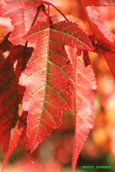 Trees02 - n52-18fl.jpg �1997 by Buddy du Preez, all rights reserved