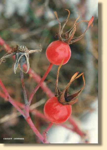 Rosehips01 - n5920rh.jpg copyright �1997 by Buddy du Preez, all rights reserved, 22.8k