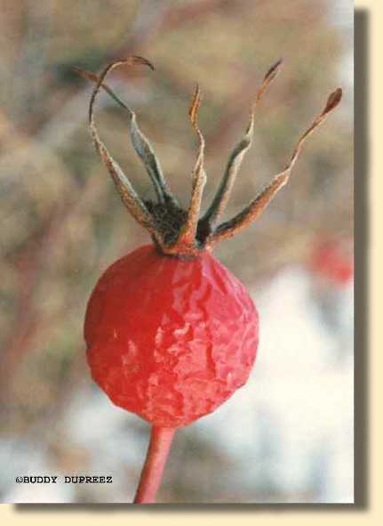 Rosehips02 - n6018rha.jpg copyright �1997 by Buddy du Preez, all rights reserved, 18.8k