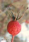 Rosehips02 - n6018rha.jpg copyright �1997 by Buddy du Preez, all rights reserved, 18.8k