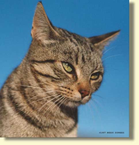 Cat01 - n6515ct1.jpg �1997 by Buddy du Preez, all rights reserved