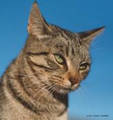 Cat01 - n6515ct1.jpg �1997 by Buddy du Preez, all rights reserved