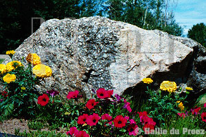 Rock planting - copyright �2000 by Hallie du Preez