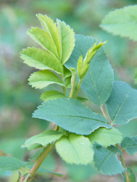 Rose Leaf - 50k, copyright 1998 by Buddy du Preez, all rights reserved