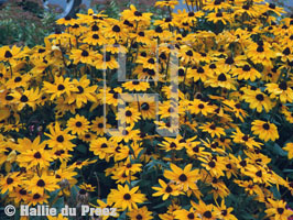 Rudbeckia - copyright �2000 by Hallie du Preez
