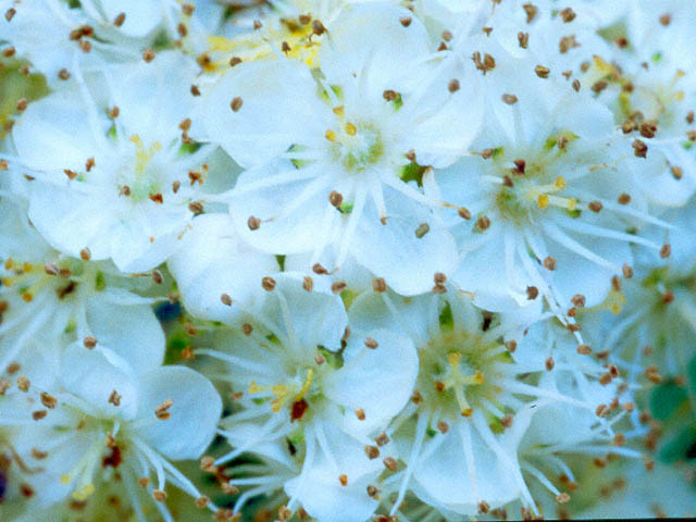 Mountain Ash - 62k, copyright 1998 by Buddy du Preez, all rights reserved