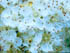 Sorbus thumbnail image
