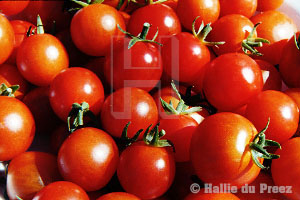 Sweet 100 tomatoes - copyright �2000 by Hallie du Preez, all rights reserved