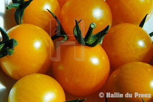 Sweet Gold tomatoes - copyright �2000 by Hallie du Preez, all rights reserved