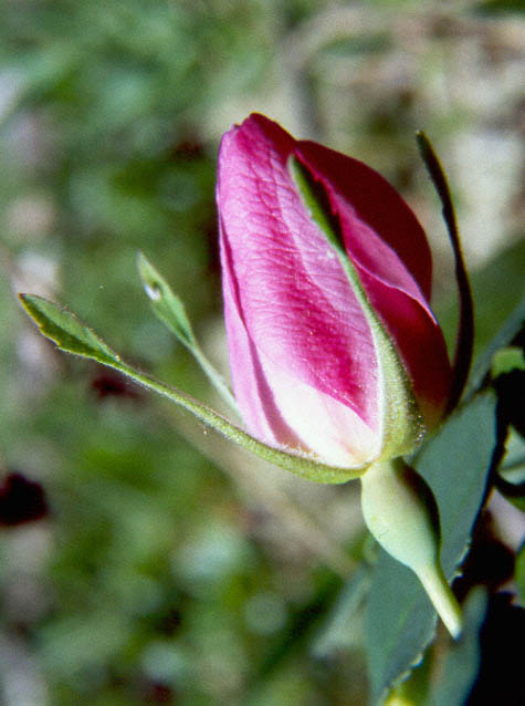 Wild Rose - 50k, copyright 1998 by Buddy du Preez, all rights reserved